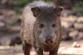 Javelina or collard peccary (Pecari tajacu) Royalty Free Stock Photo