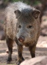 Javelina or collard peccary (Pecari tajacu) Royalty Free Stock Photo