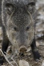 Javelina in the U.S. Southwest