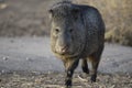 Javelina in the U.S. Southwest