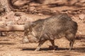 Javelina