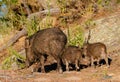 Javelina sow with her piglings go for an evening walk - Version 1 Royalty Free Stock Photo