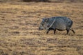 Javelina Trots Across Open Field Royalty Free Stock Photo