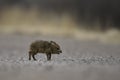 Javelina in the U.S. Southwest