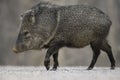 Javelina in the U.S. Southwest