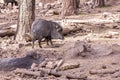 Javelinas In The Forest Royalty Free Stock Photo