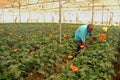 JAVERA FLOWER CULTIVATION