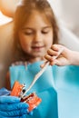 Jaw anatomical model teeth brushing close-up. Pediatric dentist teaching oral hygiene lesson for kids in dentistry. The Royalty Free Stock Photo