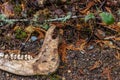 jaw bone of animal left on forest floor Royalty Free Stock Photo