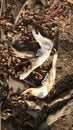 Jaw bones of a wild buffalo