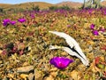 Jaw of a dead guanaco and the blooming flowers in the Atacama desert