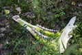 Jaw after a dead moose, only the skeleton left now Royalty Free Stock Photo