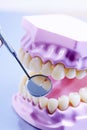 Jaw model and dental mirror. Examine teeth Royalty Free Stock Photo