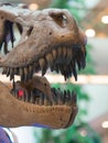 Jaw of the skeleton of a Tyrannosaurus Rex,