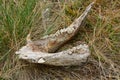 Jaw with teeth and canines of a dead wild animal in the grass