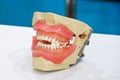 Jaw teeth or human jaw model with a view of teeth. Prosthetic model for educational purpose Royalty Free Stock Photo