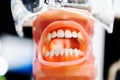 Jaw with teeth and rubber mouth. Simulator for a young dentist. Close-up Royalty Free Stock Photo