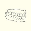 Jaw vector sketch. dental jaw, vector sketch illustration