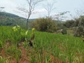 Jawa barat bandung indonesia 19-11- 2023 Green weeds color the land which is originally barren