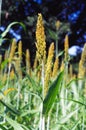 Jawar crops in field Peavl Millet Royalty Free Stock Photo