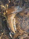 jawbone of a dead animal with teeth