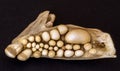 Jawbone of Musselcracker fish, South Africa