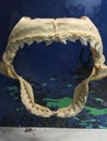 Jawbone and teeth of Great White Shark