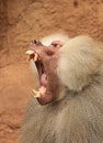 Jawning baboon Royalty Free Stock Photo