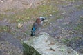 Jay bird with blue pink and gray feathers sitting on a stone Royalty Free Stock Photo