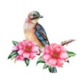 Jay bird on camellia branch with flowers. Watercolor illustration. Beautiful pink camellia blossoms and forest bird
