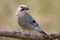 Jay bird ( Garrulus glandarius )