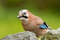 Jay bird ( Garrulus glandarius )