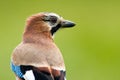 Jay bird ( Garrulus glandarius ) Royalty Free Stock Photo