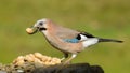 A Jay bird (Garrulus glandarius) Royalty Free Stock Photo