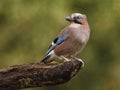 Jay bird ( Garrulus glandarius )