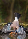 Jay bird ( Garrulus glandarius ) Royalty Free Stock Photo