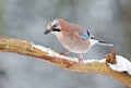 Jay bird ( Garrulus glandarius ) Royalty Free Stock Photo
