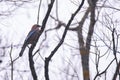 Jay bird Garrulus glandarius