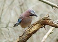 Jay bird Garrulus glandarius Royalty Free Stock Photo