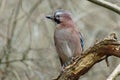 Jay bird Garrulus glandarius Royalty Free Stock Photo