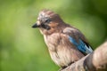 Jay bird Garrulus glandarius sitting on a branch over green background