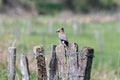 Jay bird, Garrulus glandarius, sitting on a fence