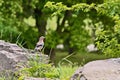 Jay-bird sitting on a stone in the grass