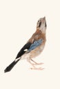 Jay bird isolated on a white background Royalty Free Stock Photo