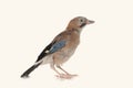 Jay bird isolated on a white background