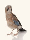 Jay bird isolated on a white background Royalty Free Stock Photo