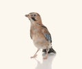 Jay bird isolated on a white background