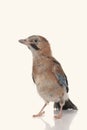 Jay bird isolated on a white background