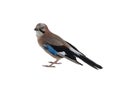 jay bird isolated on white background Royalty Free Stock Photo