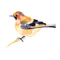 Jay bird isolated on white background. Hand painted. Illustration. Watercolor Royalty Free Stock Photo